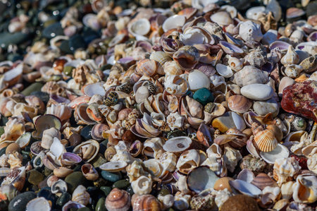 Close-up of seashells scattered along the shoreline of a sunny beach.