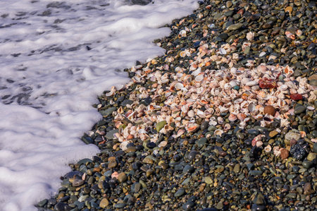 A collection of sea shells arranged on a sandy beach