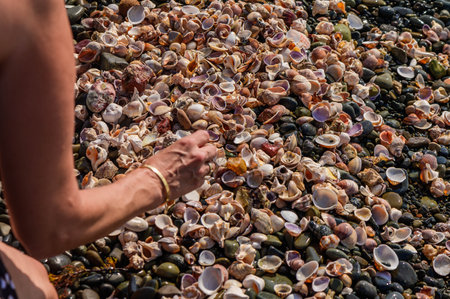 A collection of seashells found on a beach near the ocean