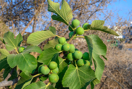 The tree with the green figs