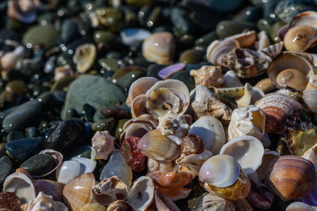 Lots of seashells at the water's edge, selective focus 1