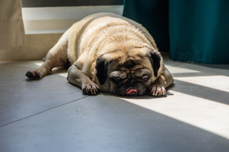 Adorable Pug Resting with Tongue Outの写真素材