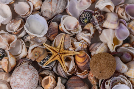a variety of Mediterranean shells scattered on the table 1の写真素材