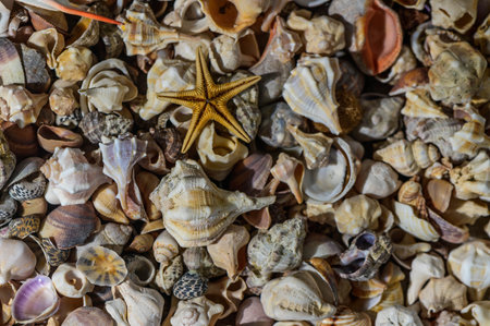 Beautiful seashells on the seashore