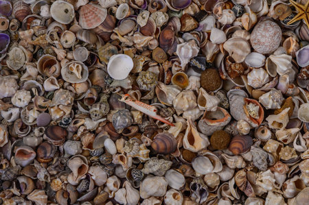 Selection of sea shells and star fish 1