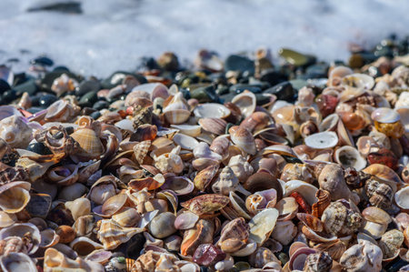 Close-up of seashells on wet sand at the water's edge 1