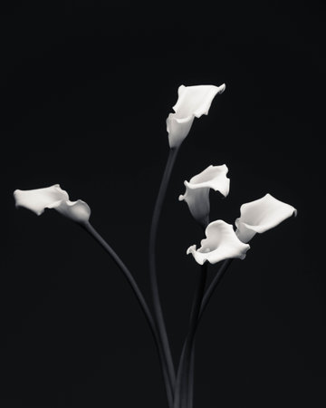 White Calla Lilies in a Vase on a Black Backgroundの写真素材