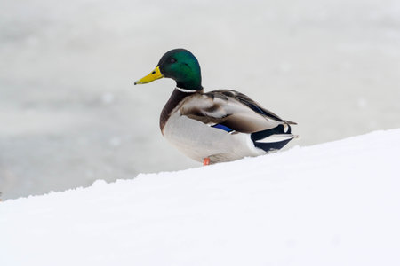duck on the ice river.の写真素材