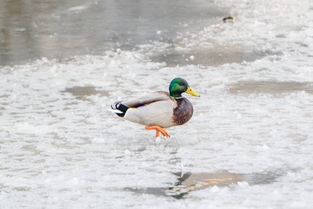 wild duck drake in the snow in winter looking for foodの写真素材