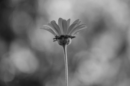 Zinnia forest flower blooming in garden, black & whiteの写真素材