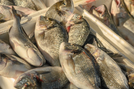 fish at the marketの写真素材