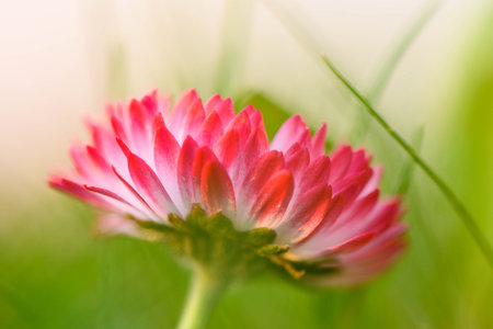 glade of red and white flowers daisies close upの写真素材