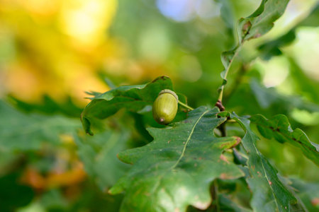 Green acorns on the oak tree