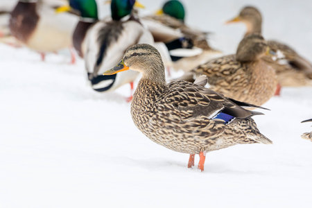 wild ducks approaching together on ice in winterの写真素材