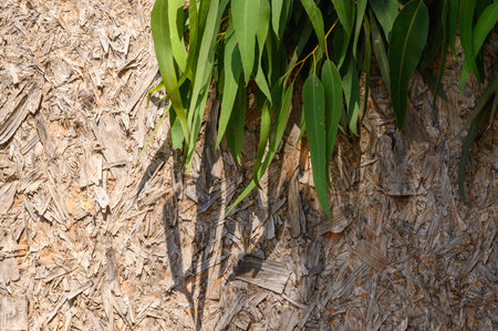 OSB texture of the material - recycled compressed wood chips plate, plywood texture, close-up