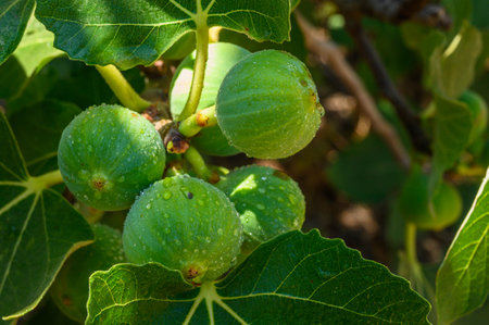 green ripe figs ready to harvest on the branch of a fig treeの写真素材