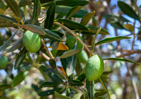 Ripe green olives hanging from branches of an olive treeの写真素材
