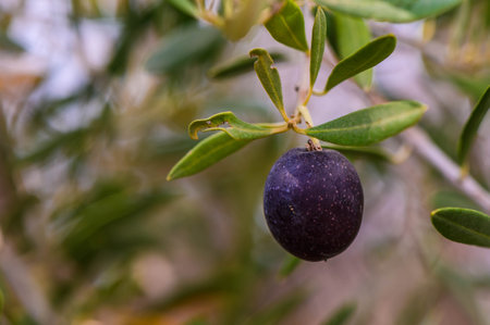 Ripe green olives hanging from branches of an olive treeの写真素材