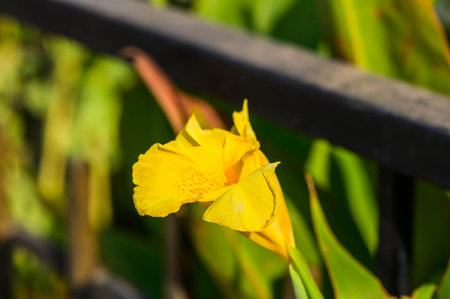 Beautiful yellow flowers of Iris