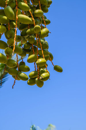 young green date fruits bunch hanging on date palm tree