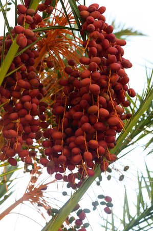 Clusters of red dates hanging amidst the green fronds of a date palm treeの写真素材