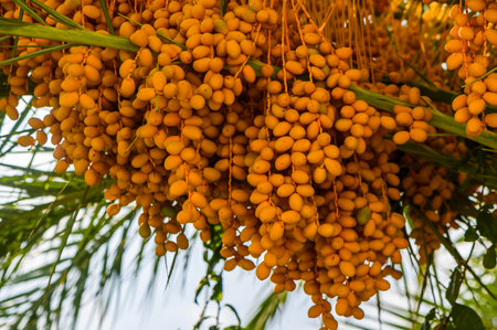Dates on a palm tree.の写真素材