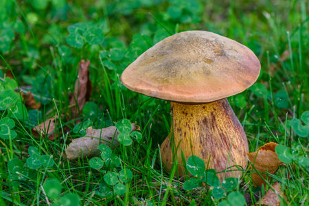 Beautiful white mushroom boletus grows in the forest