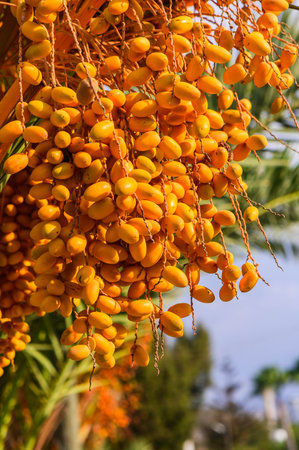 ripe dates fruits on dates palm tree