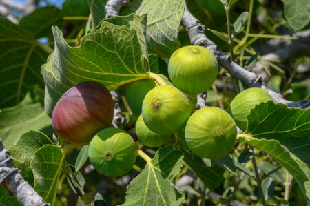 Ripe Figs on Tree, Fresh, Organic, Healthy Fruit Ready for Harvest