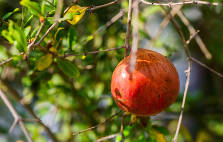 ripe pomegranate fruit hanging on a treeの写真素材
