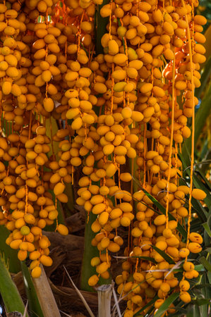 Date palm fruit on tree in the datepalm plantation