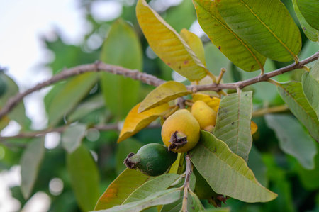 Close-up of fresh green guava fruit in the wild