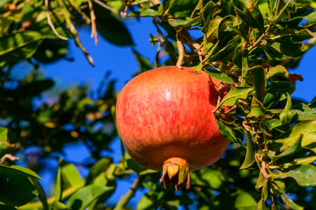 Ripening orange pomegranate fruit on a tree branch closeup