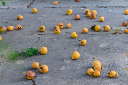 Close-up of fresh green guava fruit in the wildの写真素材