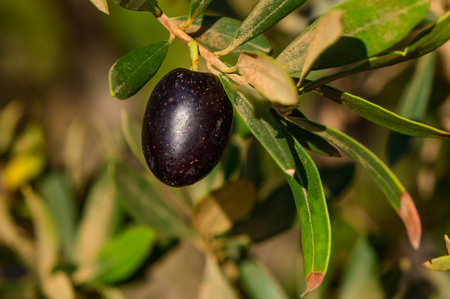 Close-up of fresh, ripe black olives on a branch with vibrant green leavesの写真素材