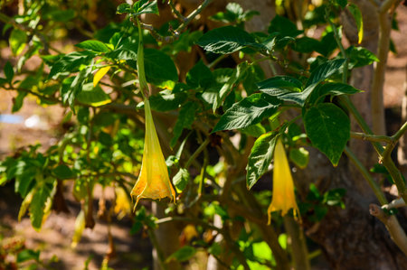 Bush of yellow brugmansia flowers blooming in a clearing.の写真素材