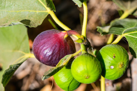 Close-up of ripe figs on tree branch with green leavesの写真素材