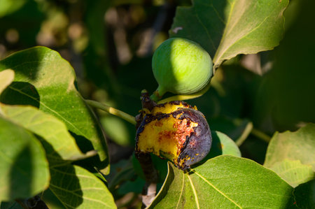 figs pecked by birds on a branch
