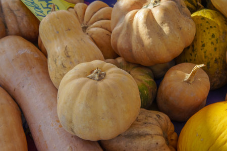 A vibrant assortment of winter squash takes center stage at a local market, showing rich colors and...