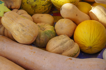 A vibrant collection of various types of squash and melons fills the marketplace, showing the rich...