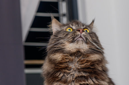 Portrait of Maine Coon in front of backgroundの写真素材