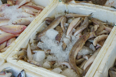 A white styrofoam container filled with fresh fish on ice. The fish are arranged in a pile, with...