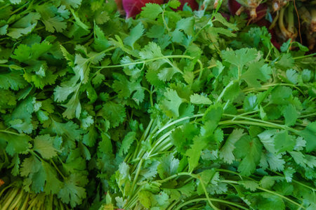 A close-up of cilantro leaves in a market. The green leaves are fresh and vibrant, ready for use in...