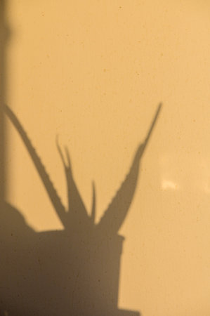 Sunlight filters through a window, illuminating the captivating shadow of an aloe vera plant against...