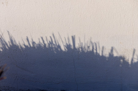 As sunlight filters through a cluster of plants, delicate shadows dance across the textured wall, evoking a sense of calm and natural beauty in the evening glow.の写真素材