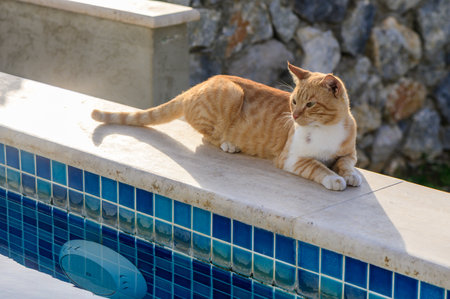 An orange cat rests leisurely on the edge of a vibrant blue pool, basking in sunlight while surrounded by a backdrop of stones. The atmosphere exudes calmness and relaxation.の写真素材