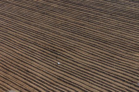 The vast expansion of a freshly plowed field reveals carefully arranged rows of rich soil bathed in the soft light of early morning, emphasizing nature\'s harmony and agricultural dedication.の写真素材