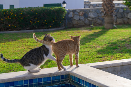 Two curious cats engage in playful antics by a sparkling pool, enjoying the warm afternoon sun in a...