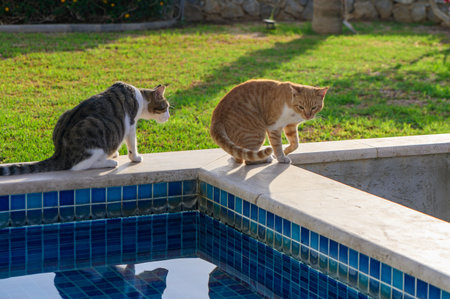 A tabby and a gray cat cautiously survey their surroundings while perched on the edge of a serene...