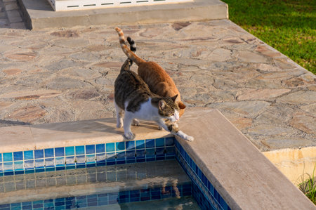 The scene features two curious cats, one striped and one orange, balancing near the edge of a...
